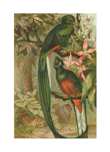 A vintage antique engraving illustration, of a pair of Trogon birds perched in a blooming tree, from the book Our Living World, A Natural History, published 1885.
