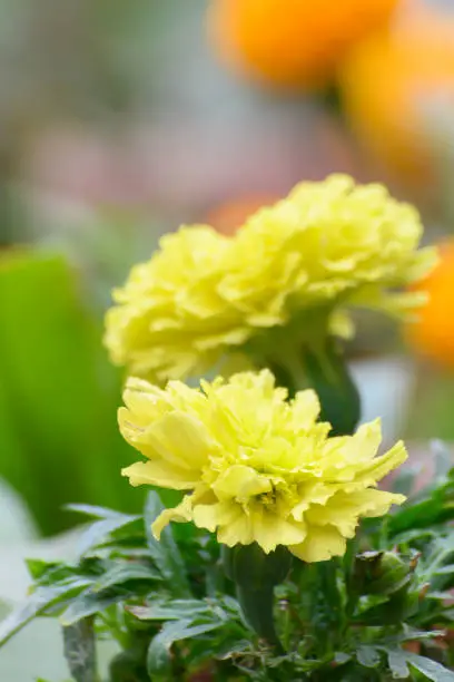 Tagetes or marigold flowers, called ganda flowers in Bengali language, growing in Howrah, West Bengal, India.