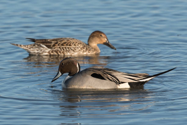 istock Northern Pintail Duck Drake and hen pair dabbling on the waters surface. 1356889301