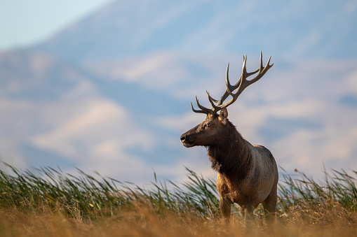 Large Bull Tule Elk roaming the marshes of Grizzly Island Wildlife Area in California