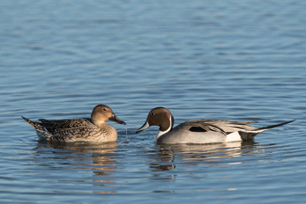 istock Northern Pintail Duck Drake and hen pair dabbling on the waters surface. 1356889319