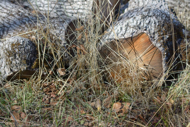 A pile of Oak tree logs on the ground in the grass.