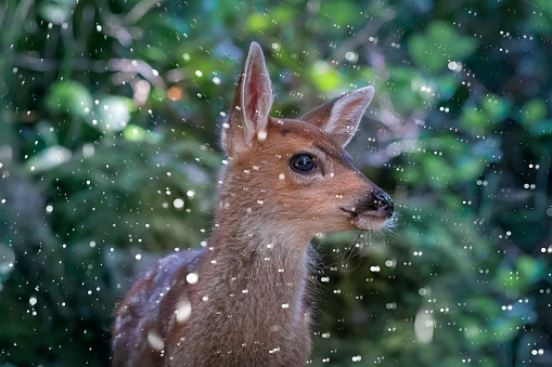 Close-up of a young deer in the snow.