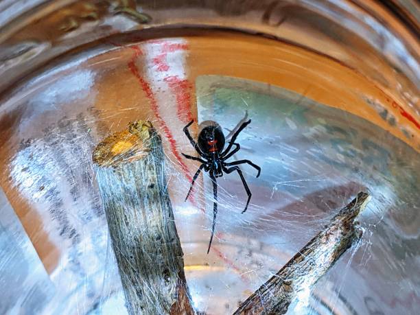 Black Widow Spider at home in a jar. A Black Widow Spider found inside a home in  Western Washington State. black widow spider photos stock pictures, royalty-free photos & images