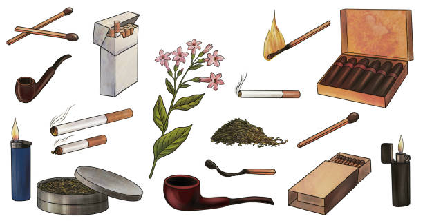 drawing smoking set drawing smoking set, tobacco, cigarettes and matches, isolated at white background, hand drawn illustration nicotiana rustica stock illustrations