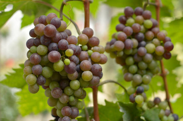 istock ripe grapes in vineyard close up 1356896530