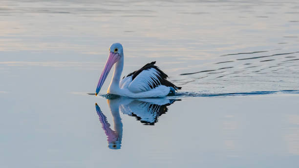 istock Pelican and reflection in the water 1356896578
