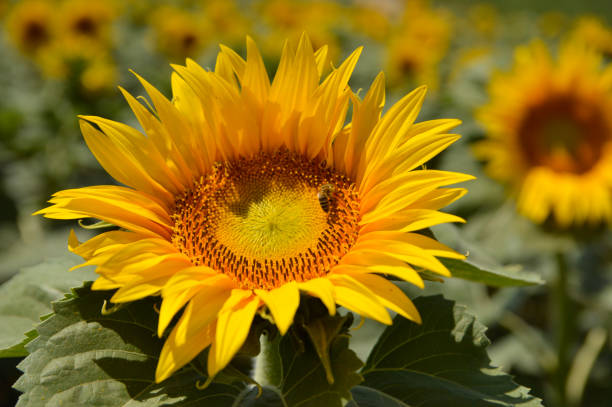 istock blooming sunflower field in Vojvodina 1356896922