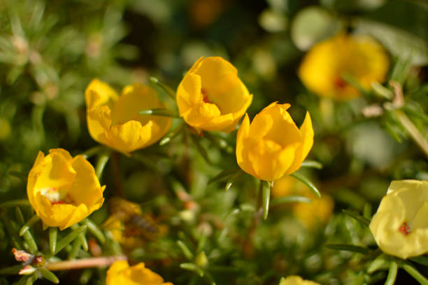 istock blooming yellow portulaca grandiflora flowers 1356897901