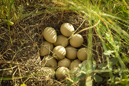 Beautiful bird's nest with many eggs hidden in grass on sunny day