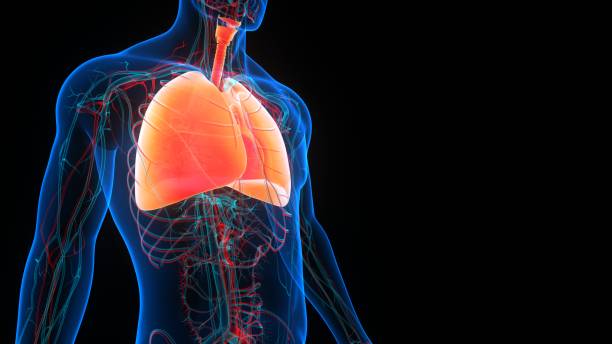 istock Human Respiratory System Lungs Anatomy 1356903735