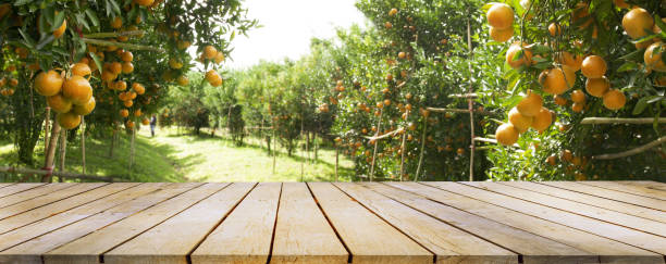 istock Orange farm ready to harvest 1356903913