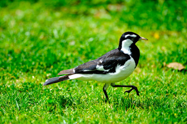 190+ Magpie Lark Stock Photos, Pictures & Royalty-Free Images - iStock