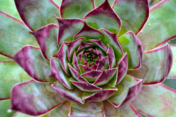 istock Succullent plant on the pot 1356905997