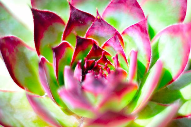 istock Succullent plant on the pot 1356906005