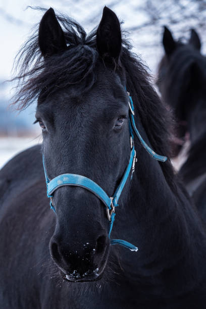 портрет фризской лошади в зимнее время - horse black stallion friesian horse стоковые фото и изображения