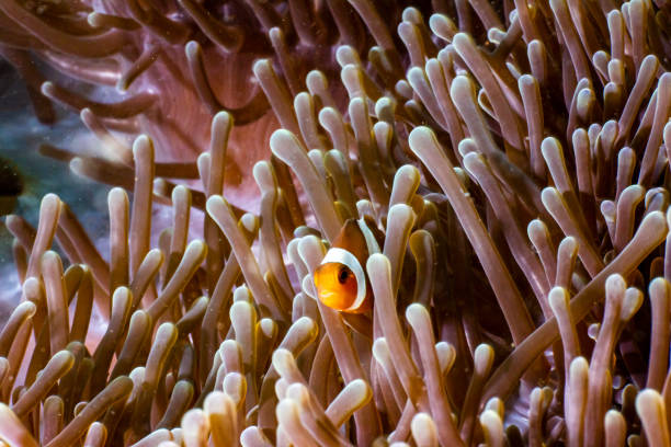 istock Clown fish in Indonesia 1356909327