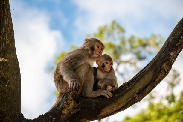 istock Monkeys in Hong Kong. 1356909373