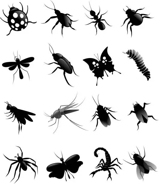 Vector illustration of insect silhouettes