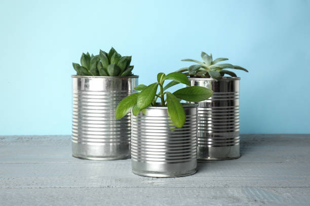 istock Beautiful houseplants in tin cans on light grey wooden table 1356910332