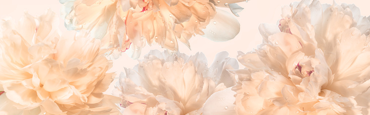 Blooming delicate peonies panorama, pastel soft background.