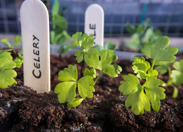 Photo of Celery seedlings with wooden name tag.