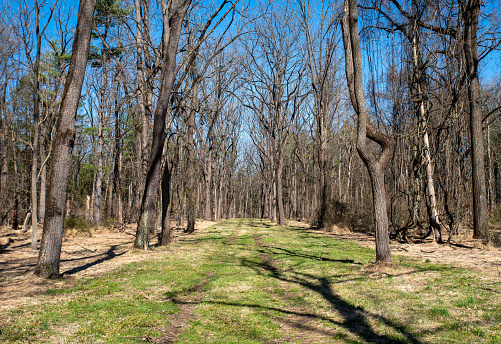 Green grass lines a long trail through tall trees with budding leaves under a blue sky. TRee trunks have rough bark texture and cast shadows ont he green grass. Natural light with no people and copy space.