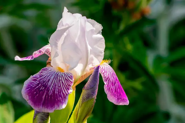 A beautiful blooming bud of a perennial tall iris of a white-lilac color close-up.
