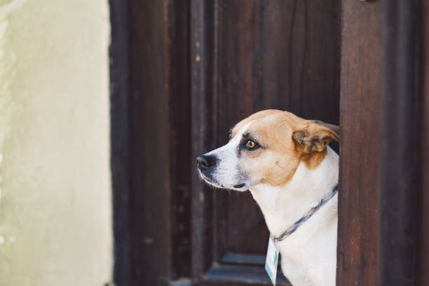 istock Close-Up Of A Dog Looking Away 1356913037