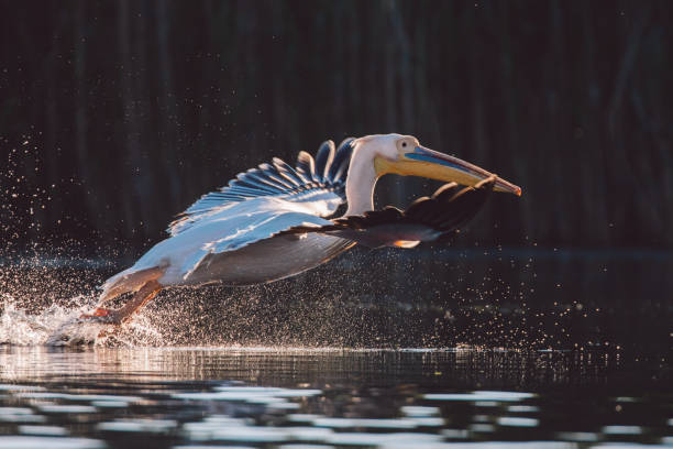 istock Pelican Flying Over Lake 1356913083