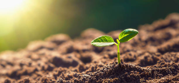 istock panorama small tree growing with sunrise. green world and earth day concept 1356913228