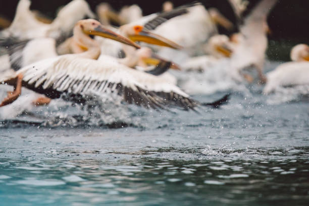 istock View Of Pelicans In Sea 1356914073