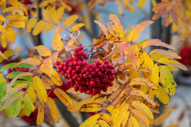 istock European Rowan (Sorbus aucuparia) with ripe pomes 1356917072