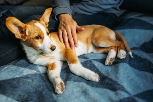 istock Adorable puppy lying on the blue blanket with owner. 1356918571