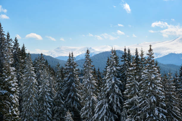 istock Bright winter landscape with pine trees covered with fresh fallen snow in mountain forest on cold wintry day. 1356918864
