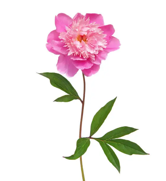 Single pink peony flower isolated on white background