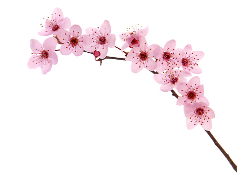 Pink cherry blossom branch in spring isolated on white