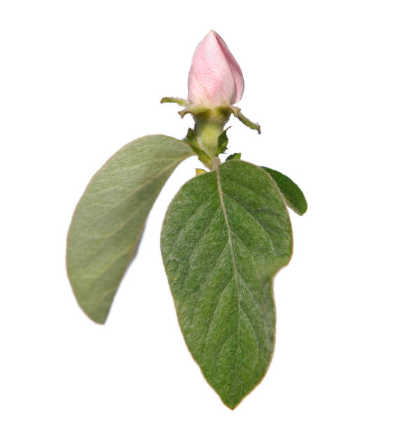 istock Quince tree blossom with pale pink bud flower, isolated on white 1356919018