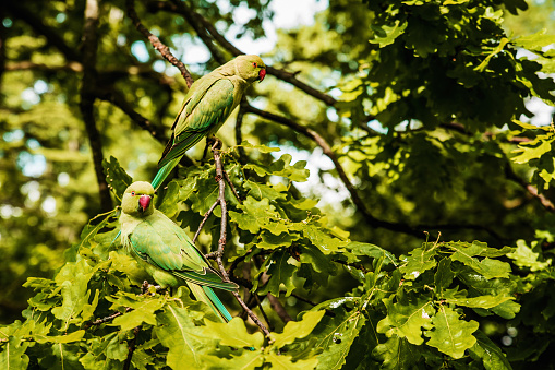 Beautiful parakeets resting on tree branches in Hyde Park, London