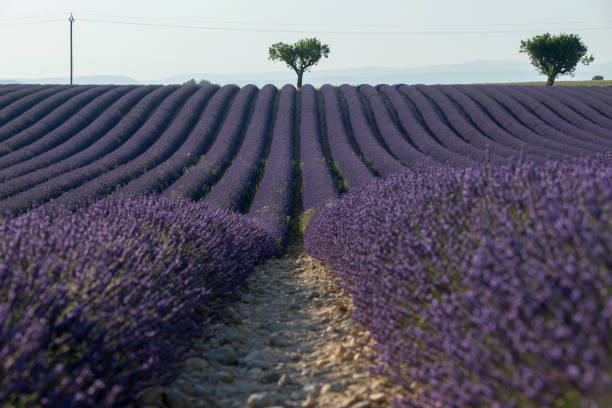 istock Lavender fields in the province of Provence. 1356921078