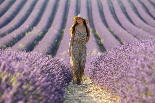istock Lavender fields in the province of Provence. 1356921093