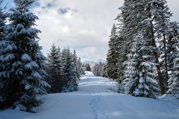 Pine trees covered with fresh fallen snow in winter mountain forest on cold bright day.