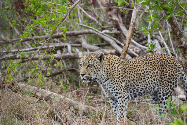 istock leopard, Panthera pardus, observing prey in the dense african bush 1356922192