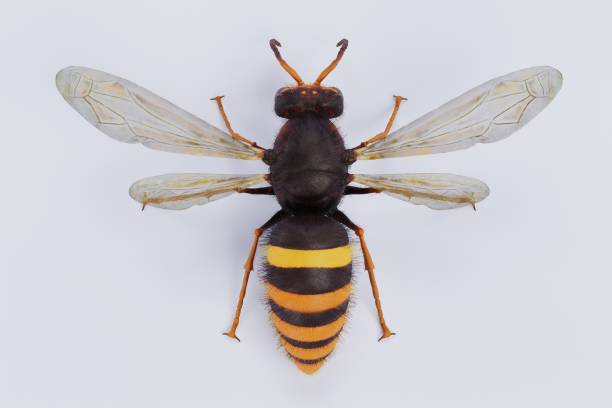 istock Realistic 3D Render of Asian Hornet 1356923271