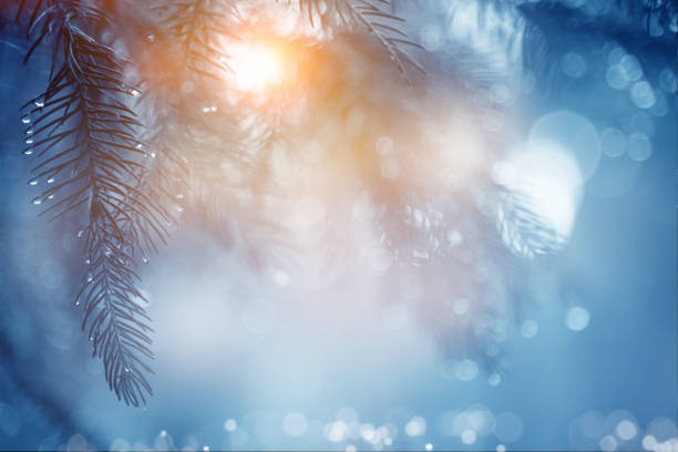 Pine tree background for Christmas Decoration with defocused lights