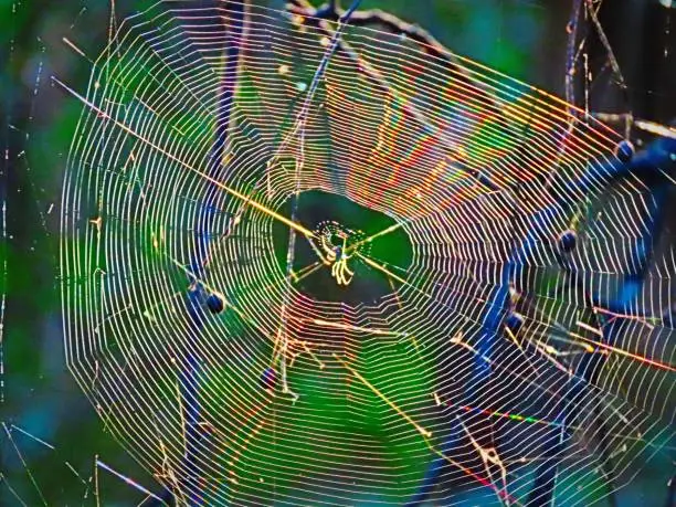 A photo of a spider and its web, with colorful sunlight through it.