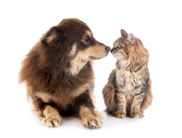 istock Finnish Lapphund and cat 1356924772