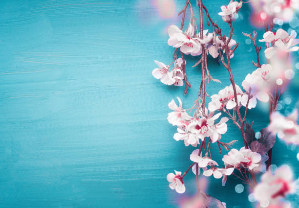 istock Pretty spring cherry blossom branches on turquoise blue background with copy space 1356924910