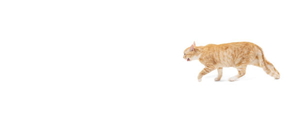 istock Flyer with one beautiful fluffy purebred cat, pet running away isolated on white studio background. Animal life concept 1356925514