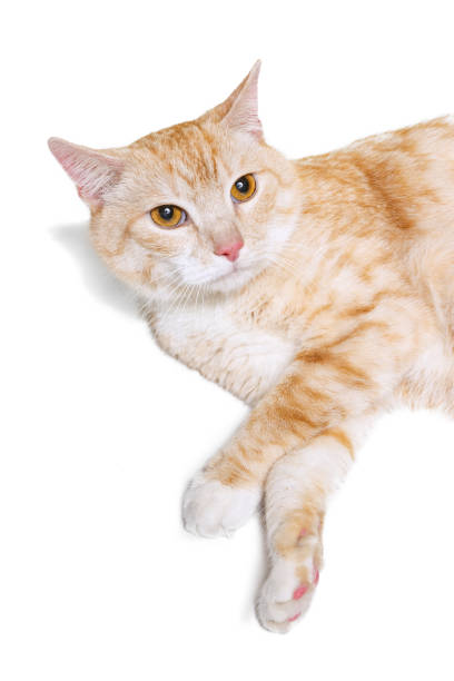 istock Beautiful fluffy cute red and white cat, pet lying on floor isolated on white studio background. Animal life concept 1356925529
